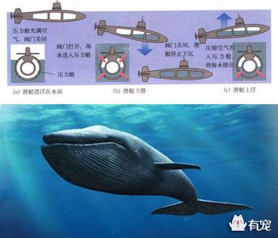 ˮͧǿʲô(dng)l(f) (j)ʲô(dng)l(f)˝ˮͧ