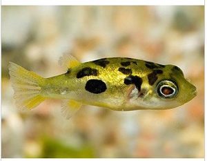 河豚和潛水艇有區(qū)別