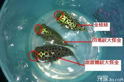 俗稱潛水艇的魚類是什么魚