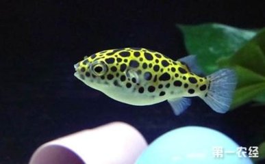 俗稱潛水艇的魚類是什么魚