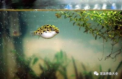 俗稱潛水艇的魚類是什么魚