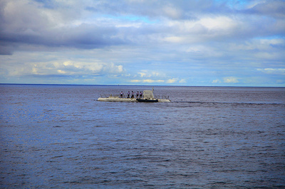 剛買的潛水艇魚注意事項(xiàng)