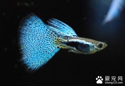 剛買的潛水艇魚注意事項(xiàng)