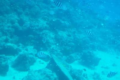 剛買的潛水艇魚注意事項(xiàng)