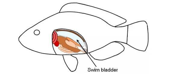 ˮͧĹԭ ˮͧĹԭʲô?