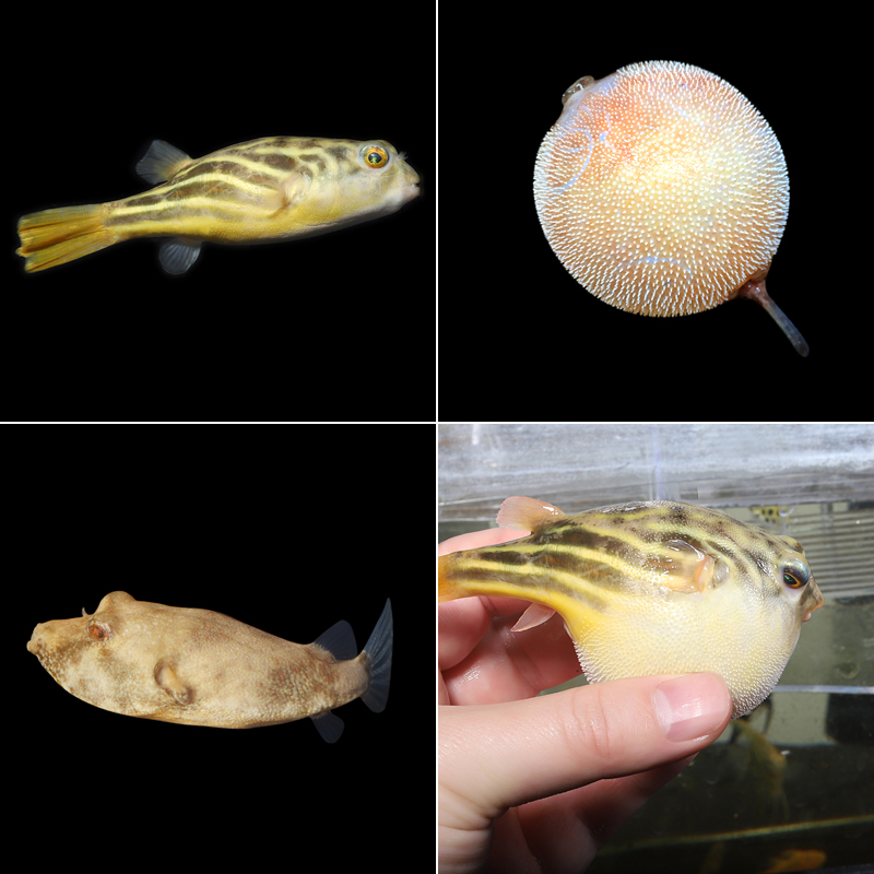 P(gun)ھG(ˮͧ) Gɫôk