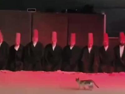 動物潛水艇大挑戰(zhàn)怎么做