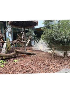 動物潛水艇大挑戰(zhàn)怎么做