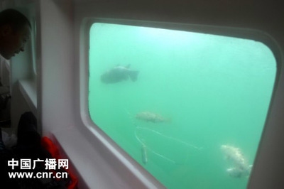 原生缸養(yǎng)潛水艇