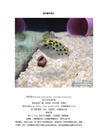 潛水艇的特征英文